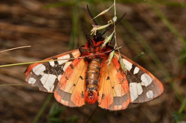 Arctia villica - fekete medvelepke