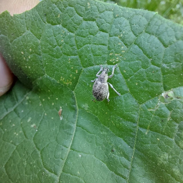 Sciaphobus squalidus - nagy szálkásbarkó