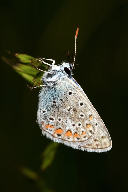 Polyommatus icarus - közönséges boglárka