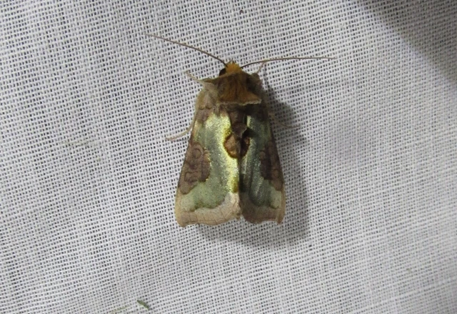 Diachrysia stenochrysis - rejtőző aranybagoly