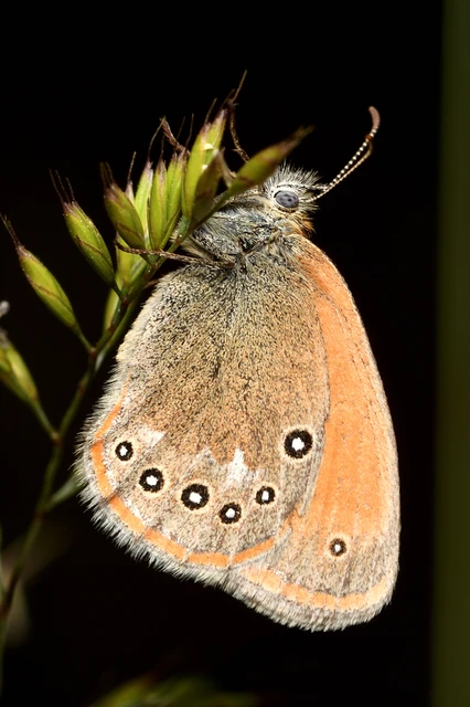 Coenonympha glycerion - közönséges szénalepke