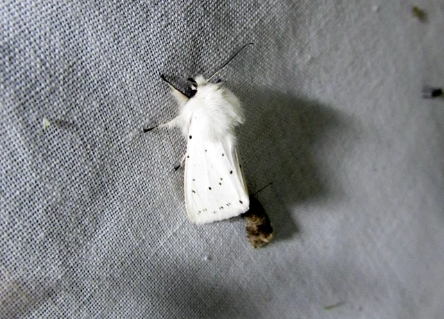 Spilosoma lubricipedum - tejszínű medvelepke