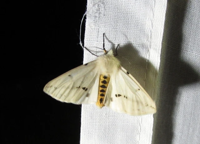 Spilarctia lutea - sárgás medvelepke