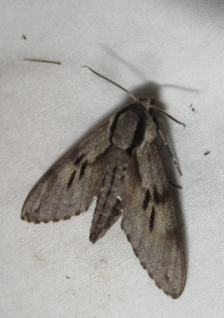 Hyloicus pinastri - fenyőszender