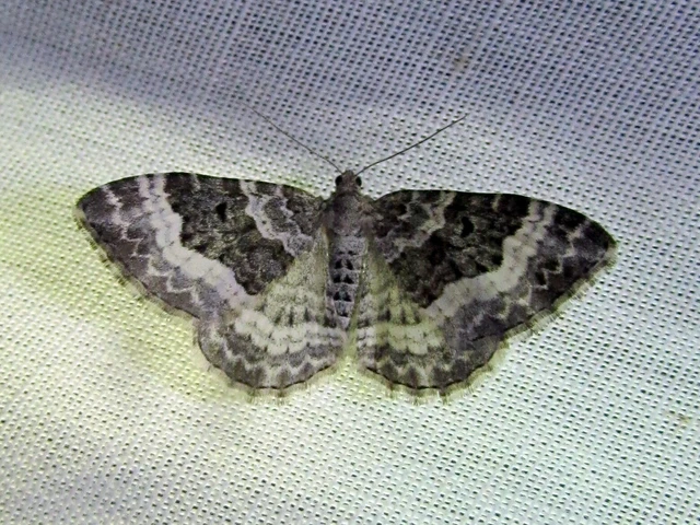 Epirrhoe alternata - galaj-tarkaaraszoló