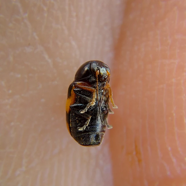 Cryptocephalus anticus - réti zömökbogár