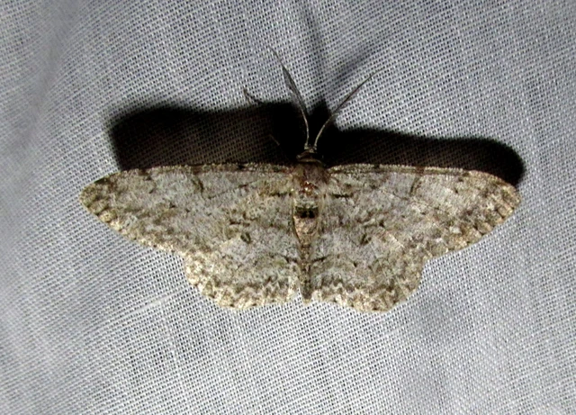 Hypomecis punctinalis - pettyes faaraszoló
