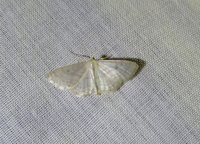 Idaea subsericeata - ötvonalas apróaraszoló