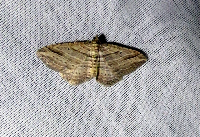 Costaconvexa polygrammata - soksávú araszoló