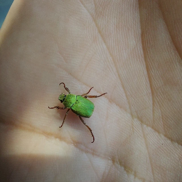 Hoplia dilutipes