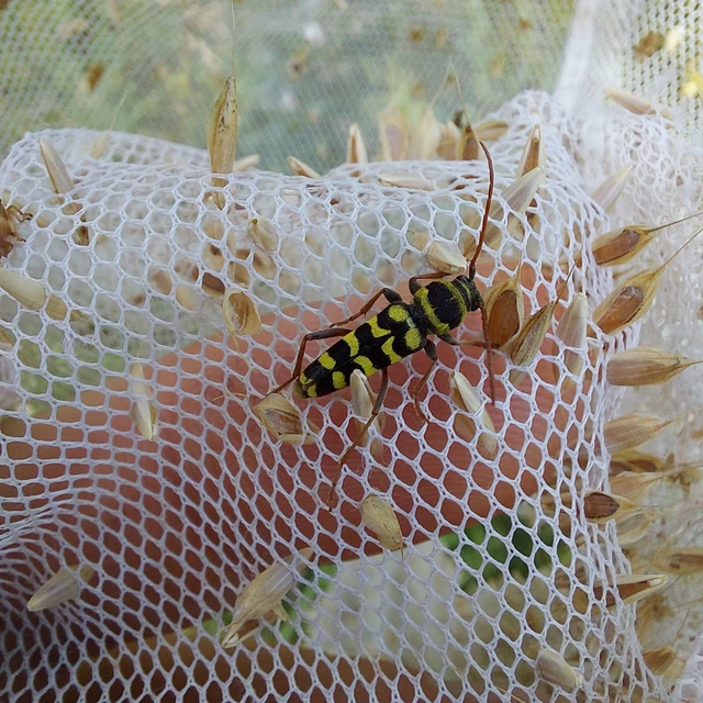 Echinocerus floralis - lucerna-darázscincér