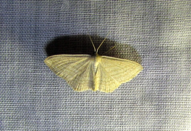Scopula virgulata - vesszős sávosaraszoló