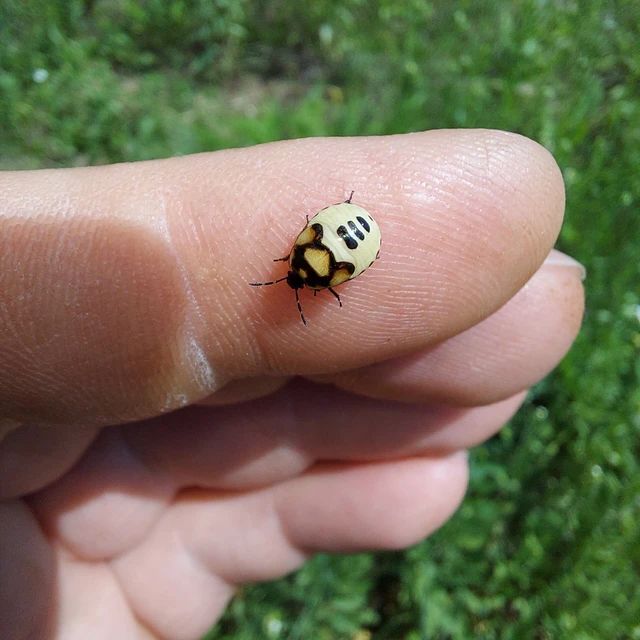 Tritomegas bicolor - foltos földipoloska