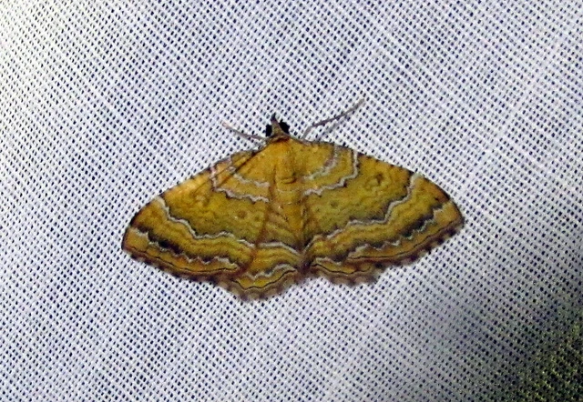 Camptogramma bilineata - kétvonalas sávosaraszoló