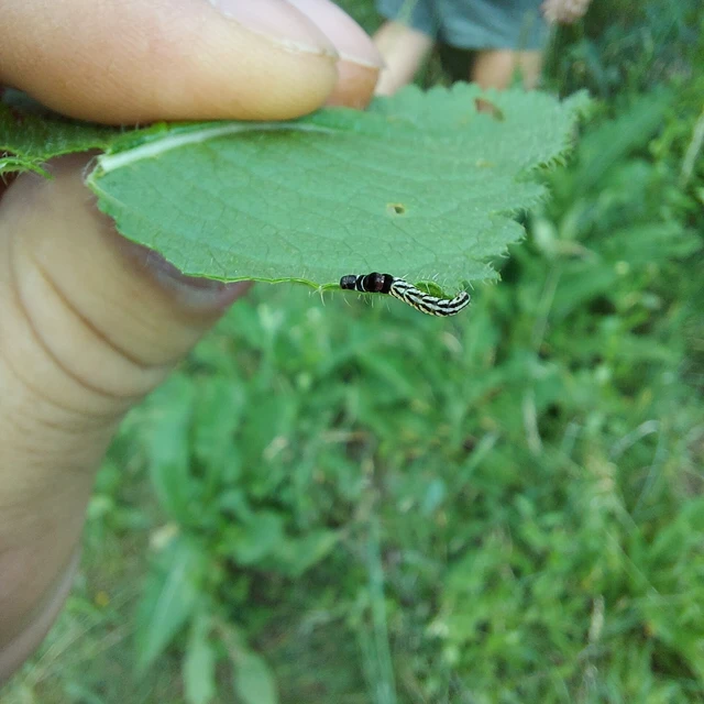 Helcystogramma