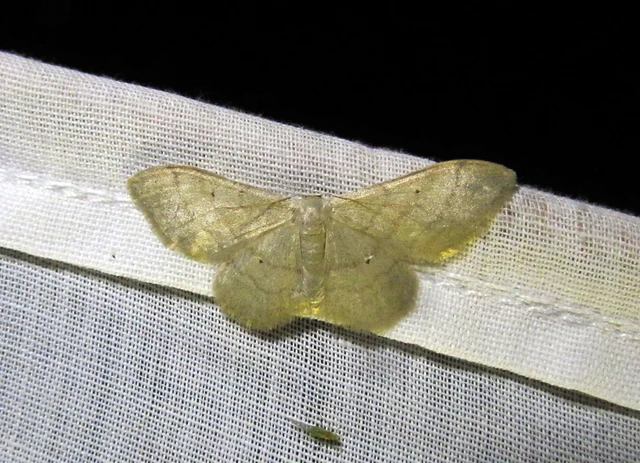 Idaea deversaria - egyszínű sávosaraszoló