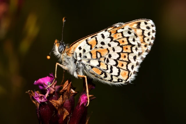Melitaea cinxia - réti tarkalepke