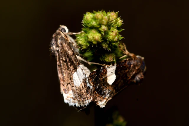 Tyta luctuosa - fekete nappalibagoly