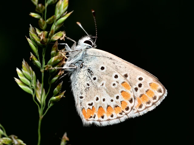 Aricia agestis - szerecsenboglárka