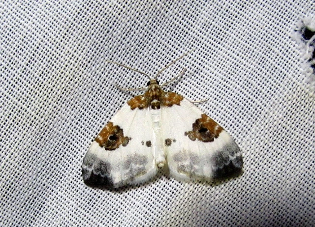 Plemyria rubiginata - barnafoltos fehéraraszoló