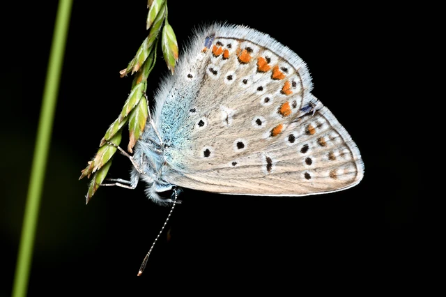 Polyommatus icarus - közönséges boglárka