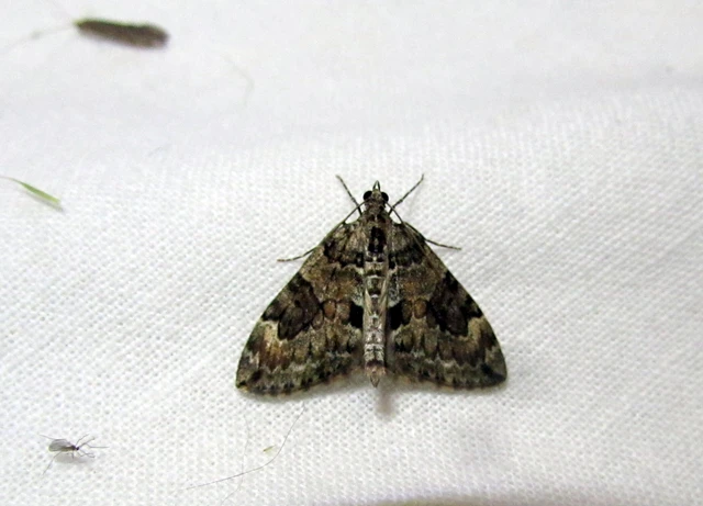 Thera variata/britannica