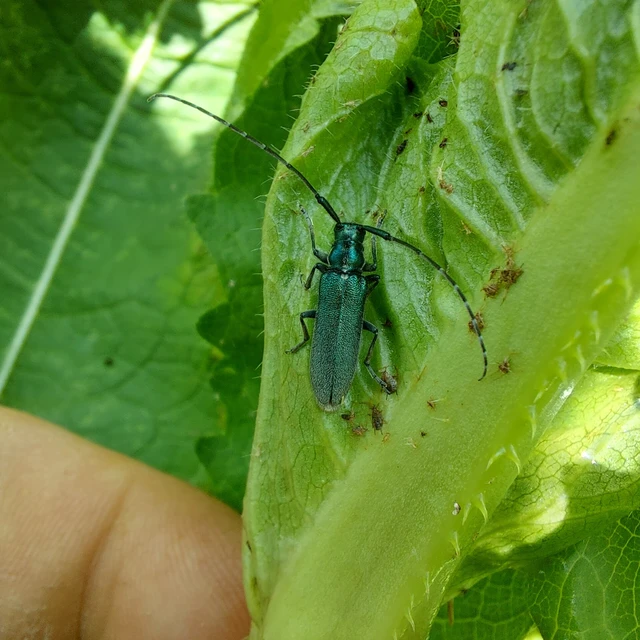 Agapanthia viti