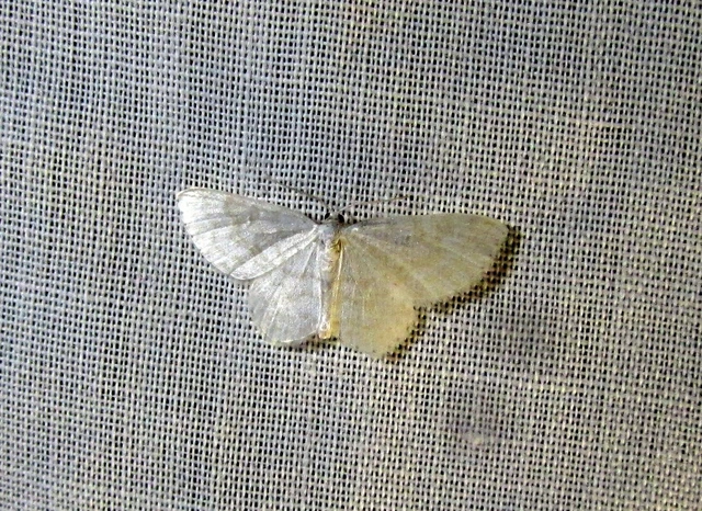 Asthena albulata - gyertyán-fehéraraszoló