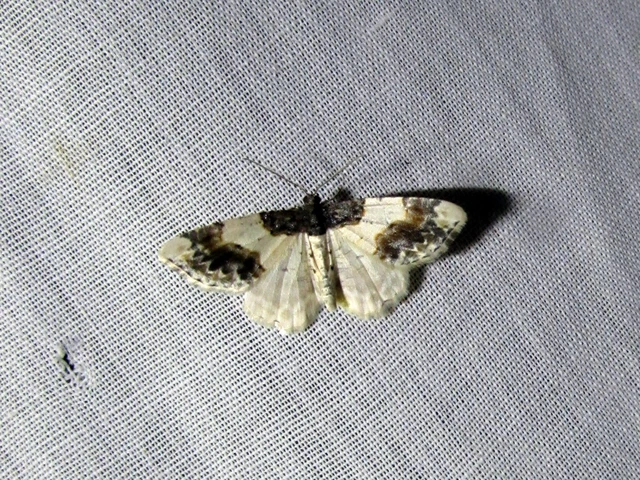 Ligdia adustata - barna levélaraszoló