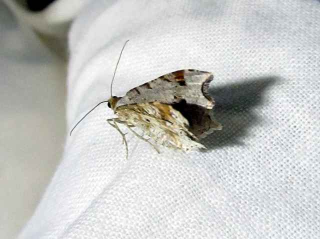Macaria alternata - közönséges szürkearaszoló