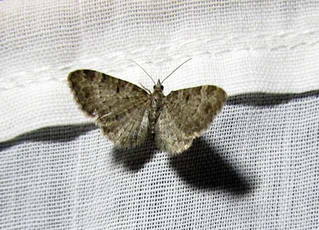 Pasiphila chloerata - hamvas törpearaszoló