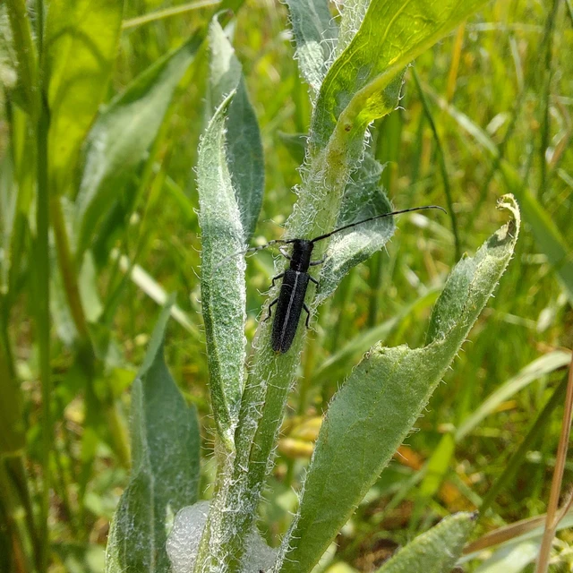 Agapanthia cardui - sávos bogáncscincér