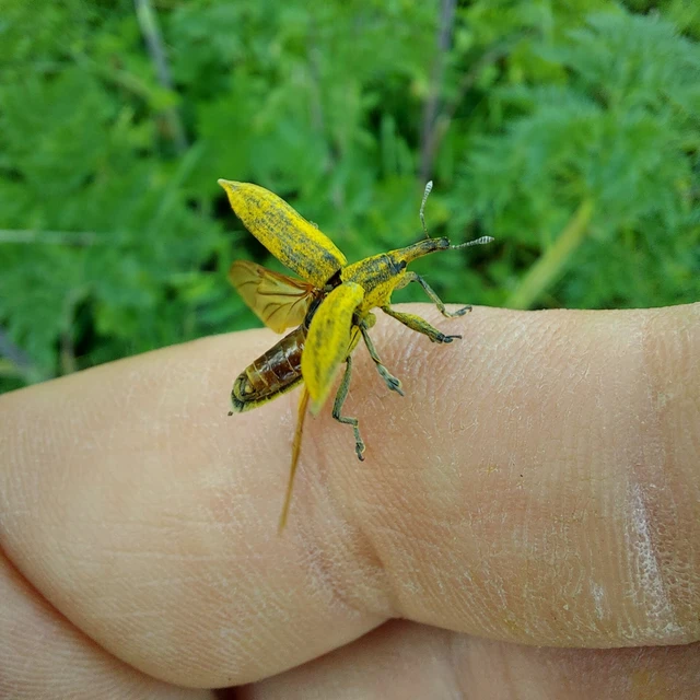 Lixus iridis - bürökfúró dudvabarkó