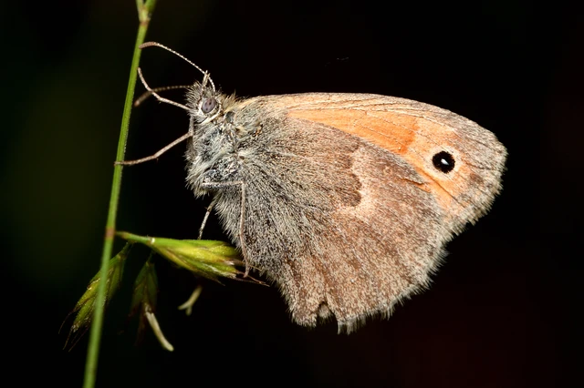 Coenonympha pamphilus - kis szénalepke