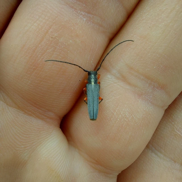 Phytoecia icterica - murokcincér Phytoecia icterica - murokcincér
