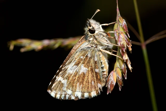 Pyrgus malvae - kis busalepke