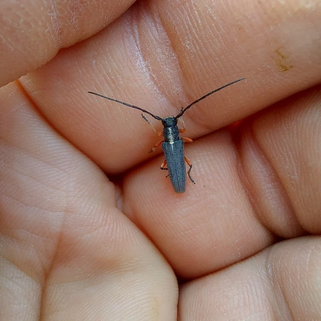 Phytoecia icterica - murokcincér Phytoecia icterica - murokcincér