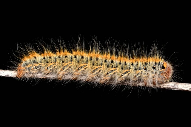 Lasiocampa trifolii - lóhereszövő