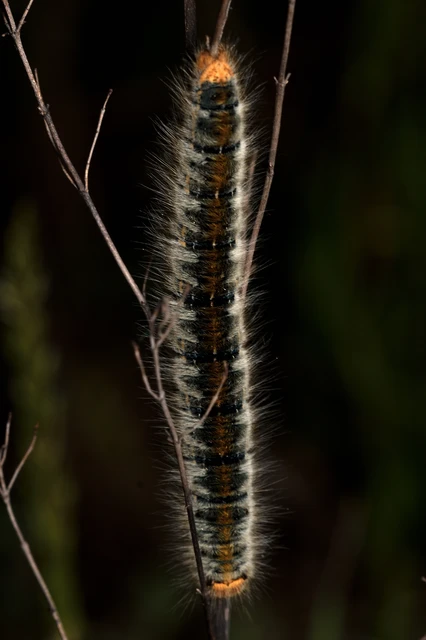 Lasiocampa trifolii - lóhereszövő