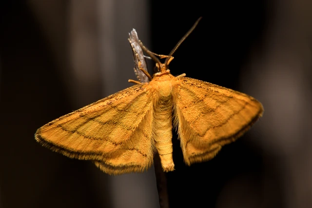 Idaea aureolaria - aranyos sávosaraszoló