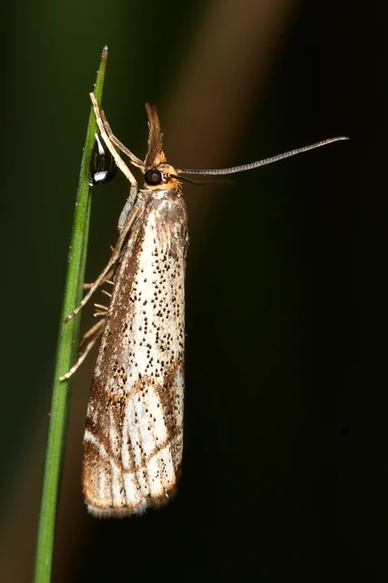 Thisanotia chrysonuchella - tavaszi fűgyökérmoly