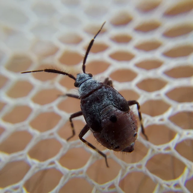 Deraeocoris
