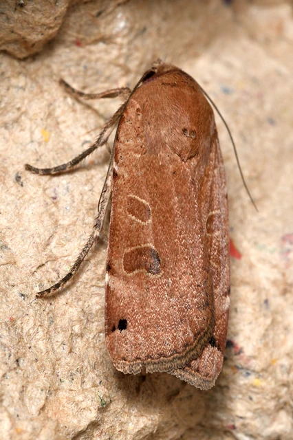 Noctua orbona - foltos sárgafűbagoly