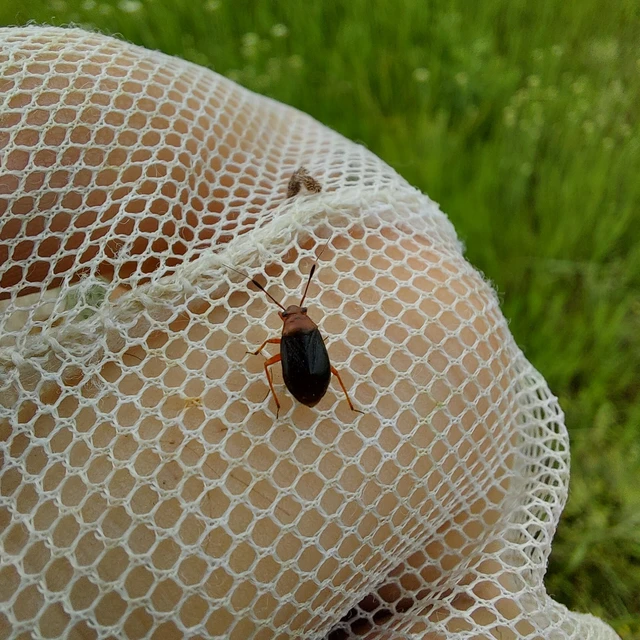Capsus ater - fekete mezeipoloska