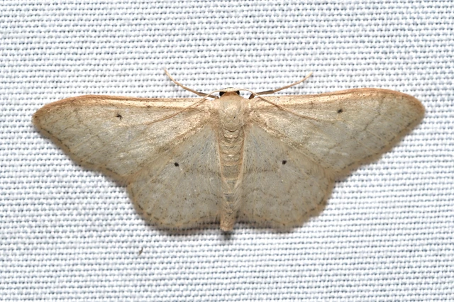 Idaea deversaria - egyszínű sávosaraszoló