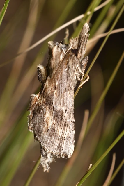 Pterostoma palpina - csőrös púposszövő