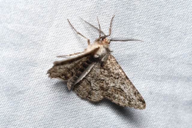 Synopsia sociaria - ürömaraszoló