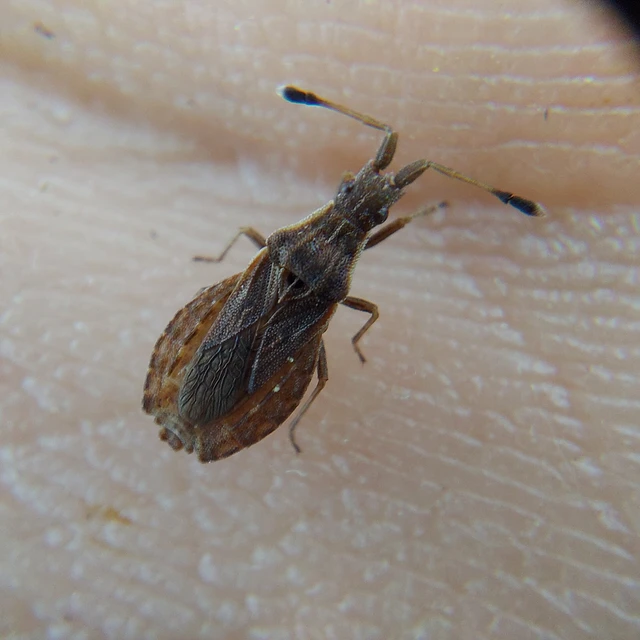Spathocera