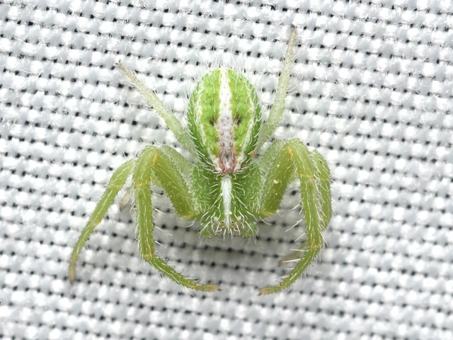 Heriaeus oblongus