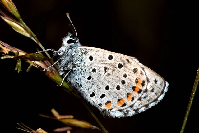 Pseudophilotes schiffermuelleri - apró boglárka
